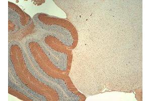 IP3 Receptor Immunohistochemistry.