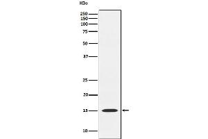Western blot analysis of MAGOH expression in HeLa cell lysate.