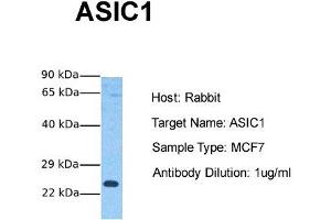 Host: Rabbit Target Name: ASIC1 Sample Tissue: Human MCF7 Antibody Dilution: 1. (ASIC1 anticorps  (N-Term))