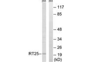 Western Blotting (WB) image for anti-Mitochondrial Ribosomal Protein S25 (MRPS25) (AA 124-173) antibody (ABIN2890409) (MRPS25 anticorps  (AA 124-173))