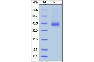 Biotinylated Human CD38, Avitag,His Tag on  under reducing (R) condition.