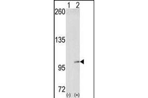 Western blot analysis of EphA4 (arrow) using EphA4 Antibody (N-term) (ABIN391889 and ABIN2841709). (EPH Receptor A4 anticorps  (N-Term))