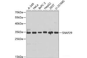 Western blot analysis of extracts of various cell lines using SNAP29 Polyclonal Antibody at dilution of 1:1000. (SNAP29 anticorps)