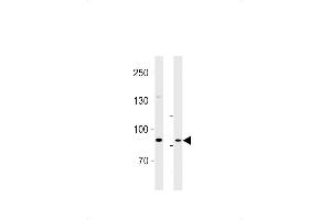 SEB Antibody (C-term) (ABIN1881786 and ABIN2843375) western blot analysis in U87-MG cell line and rat brain lysates (35 μg/lane).