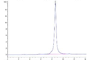 The purity of Biotinylated Human HMGB1 is greater than 95 % as determined by SEC-HPLC.