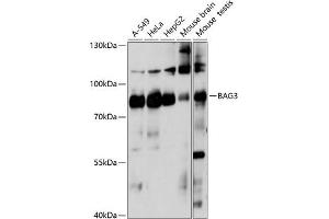 Western blot analysis of extracts of various cell lines, using B antibody (ABIN7265851) at 1:1000 dilution. (BAG3 anticorps  (AA 380-575))