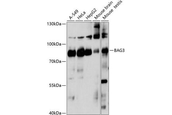 BAG3 antibody  (AA 380-575)