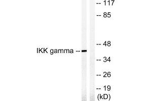 Western Blotting (WB) image for anti-Inhibitor of kappa Light Polypeptide Gene Enhancer in B-Cells, Kinase gamma (IKBKG) (Ser85) antibody (ABIN1848072) (IKBKG anticorps  (Ser85))