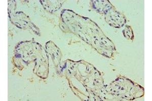 Immunohistochemistry of paraffin-embedded human placenta tissue using ABIN7151764 at dilution of 1:100 (ECE1 anticorps  (AA 471-770))