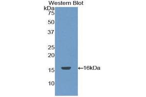 Western Blotting (WB) image for anti-Coagulation Factor VII (F7) (AA 42-169) antibody (ABIN1858445) (Factor VII anticorps  (AA 42-169))