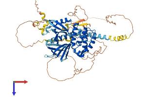 AlphaFold protein structure predicition of Human Recombinant FRMD6 Protein, UniprotID Q96NE9