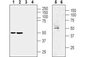 Western blot analysis of rat brain membrane (lane 1 and 3), mouse brain membrane (lanes 2 and 4) and human brain glioblastoma U87 MG cell line (lanes 5 and 6) lysate:  - 1,2,5. (LPAR1 anticorps  (Extracellular, N-Term))