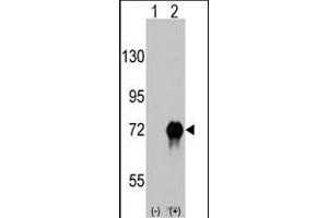 Western blot analysis of RAF1 (arrow) using rabbit polyclonal RAF1 Antibody  (ABIN6243077 and ABIN6579013). (RAF1 anticorps  (AA 599-628))