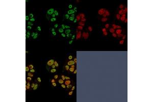 Confocal immunofluorescence of PFA-fixed MCF-7 cells using Heregulin-1 Mouse Monoclonal Antibody (NRG1/2752) followed by Goat-anti Mouse CF488 (green) and Reddot is used to label the nuclei red.