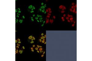 Confocal immunofluorescence of PFA-fixed MCF-7 cells using Heregulin-1 Mouse Monoclonal Antibody (NRG1/2752) followed by Goat-anti Mouse CF488 (green) and Reddot is used to label the nuclei red. (Neuregulin 1 anticorps  (AA 21-242))