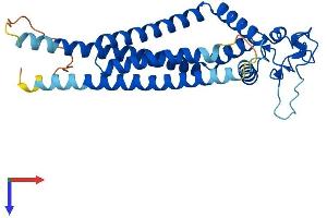 AlphaFold protein structure predicition of Human Recombinant TSPAN15 Protein, UniprotID O95858