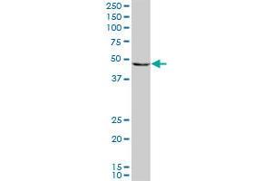PAX8 monoclonal antibody (M09), clone 3H7.