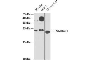 Western blot analysis of extracts of various cell lines, using NGFR Antibody (ABIN6130898, ABIN6144616, ABIN6144617 and ABIN6223129) at 1:1000 dilution. (Nerve Growth Factor Receptor (TNFRSF16) Associated Protein 1 (NGFRAP1) (AA 1-111) anticorps)