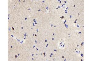 Immunohistochemistry analysis of paraffin-embedded rat brain using TSC22D3 Polyclonal Antibody at dilution of 1:300. (TSC22D3 anticorps)