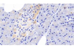 Detection of TF in Rabbit Pancreas Tissue using Polyclonal Antibody to Tissue Factor (TF) (Tissue factor anticorps  (AA 33-292))