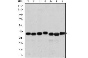 Western blot analysis using SMN1 mouse mAb against HepG2 (1), Hela (2), K562 (3), Jurkat (4), SKBR-3 (5), A431 (6) and Cos7 (7) cell lysate. (SMN1 anticorps)