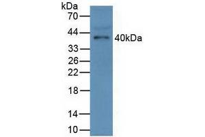 Western blot analysis of Mouse Serum. (FCN1 anticorps  (AA 25-317))