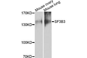 Western blot analysis of extracts of mouse tissues, using SF3B3 antibody. (SF3B3 anticorps)
