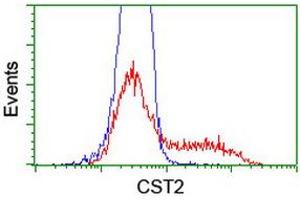 Image no. 2 for anti-Cystatin SA (CST2) antibody (ABIN1497758) (CST2 anticorps)
