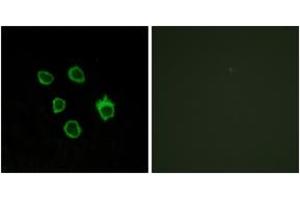 Immunofluorescence analysis of COS7 cells, using FZD5 Antibody.