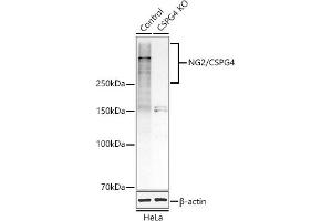 Western blot analysis of extracts from normal (control) and NG2/CSPG4 knockout (KO) HeLa cells, using NG2/CSPG4 antibody (ABIN1679389, ABIN3017852, ABIN3017853 and ABIN5664347) at 1:1000 dilution. (NG2 anticorps  (AA 1950-2210))