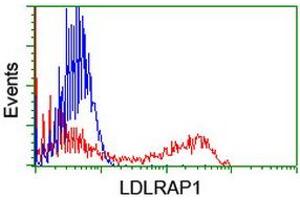 HEK293T cells transfected with either RC206643 overexpress plasmid (Red) or empty vector control plasmid (Blue) were immunostained by anti-LDLRAP1 antibody (ABIN2455233), and then analyzed by flow cytometry. (LDLRAP1 anticorps)