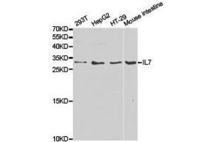 Western Blotting (WB) image for anti-Interleukin 7 (IL7) antibody (ABIN1873218) (IL-7 anticorps)