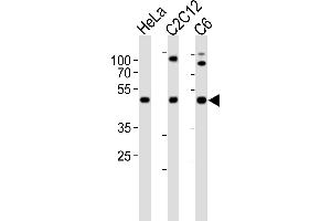 Western blot analysis of lysates from HeLa, mouse C2C12, rat C6 cell line (from left to right), using FAH1B1 Antibody (N-term) (ABIN6243934 and ABIN6577633).
