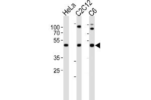 Western blot analysis of lysates from HeLa, mouse C2C12, rat C6 cell line (from left to right), using FAH1B1 Antibody (N-term) (ABIN6243934 and ABIN6577633). (PAFAH1B1 anticorps  (N-Term))