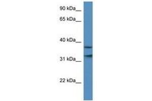Image no. 1 for anti-Mortality Factor 4 Like 1 (MORF4L1) (AA 36-85) antibody (ABIN6740315) (MORF4L1 anticorps  (AA 36-85))