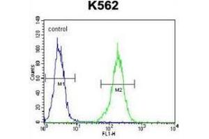 Flow cytometric analysis of K562 cells (right histogram) compared to a negative control cell (left histogram) using NKAIN1 / FAM77C  Antibody (C-term), followed by FITC-conjugated goat-anti-rabbit secondary antibodies. (NKAIN1 anticorps  (C-Term))