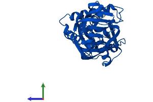 AlphaFold protein structure predicition of Human Recombinant DDO Protein, UniprotID Q99489