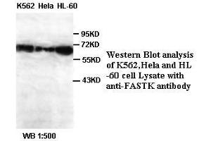 Image no. 1 for anti-Fas-Activated serine/threonine Kinase (FASTK) antibody (ABIN791152) (FASTK anticorps)