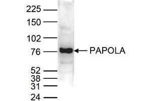 Western Blot of anti-PAPOLA antibody Western Blot results of Rabbit anti-PAPOLA antibody.
