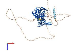 AlphaFold protein structure predicition of Mouse Recombinant Syn3 Protein, UniprotID Q8JZP2