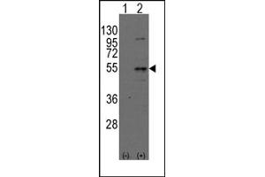 Image no. 1 for anti-Dystrobrevin Binding Protein 1 (DTNBP1) (N-Term) antibody (ABIN357845)