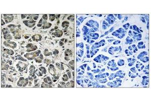 Immunohistochemistry analysis of paraffin-embedded human pancreas tissue using NDUFA8 antibody. (NDUFA8 anticorps  (Internal Region))