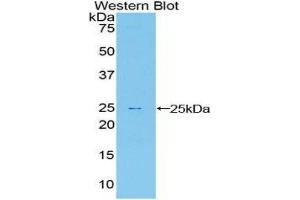 Western Blotting (WB) image for anti-Sprouty Homolog 1, Antagonist of FGF Signaling (SPRY1) (AA 118-309) antibody (ABIN1860620) (SPRY1 anticorps  (AA 118-309))