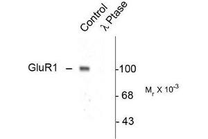 Image no. 1 for anti-Glutamate Receptor 1 (GLUR1) (pSer845) antibody (ABIN372653) (Glutamate Receptor 1 anticorps  (pSer845))