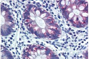 Human Colon (formalin-fixed, paraffin-embedded) stained with AGR2 antibody ABIN291006 at 20 ug/ml followed by biotinylated goat anti-rabbit IgG secondary antibody ABIN481713, alkaline phosphatase-streptavidin and chromogen. (AGR2 anticorps  (AA 55-72))