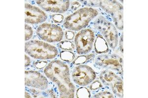 Immunohistochemistry of paraffin-embedded rat kidney using RBBP9 Rabbit pAb (ABIN6129095, ABIN6146752, ABIN6146753 and ABIN6220638) at dilution of 1:200 (40x lens). (RBBP9 anticorps  (AA 1-186))