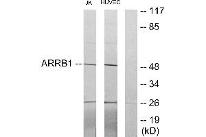 Western blot analysis of extracts from Jurkat cells and HUVEC cells, using ARRB1 antibody. (beta Arrestin 1 anticorps)