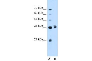 WB Suggested Anti-TFB1M Antibody Titration:  2.