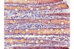 Immunohistochemistry of paraffin-embedded human small intestine tissue using ABIN7163979 at dilution of 1:100 (KCNE1 anticorps  (AA 85-129))