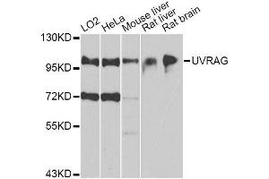 Western blot analysis of extracts of various cell lines, using UVRAG antibody. (UVRAG anticorps  (AA 501-699))